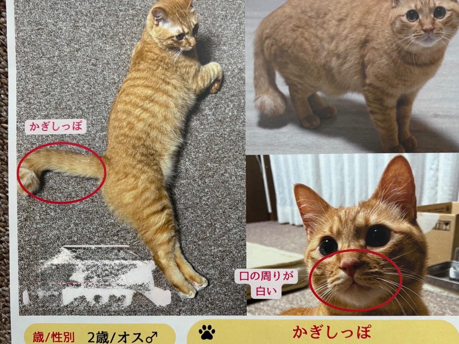 チャロちゃん チャロちゃん