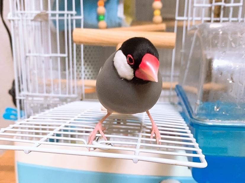 りんちゃん りんちゃん