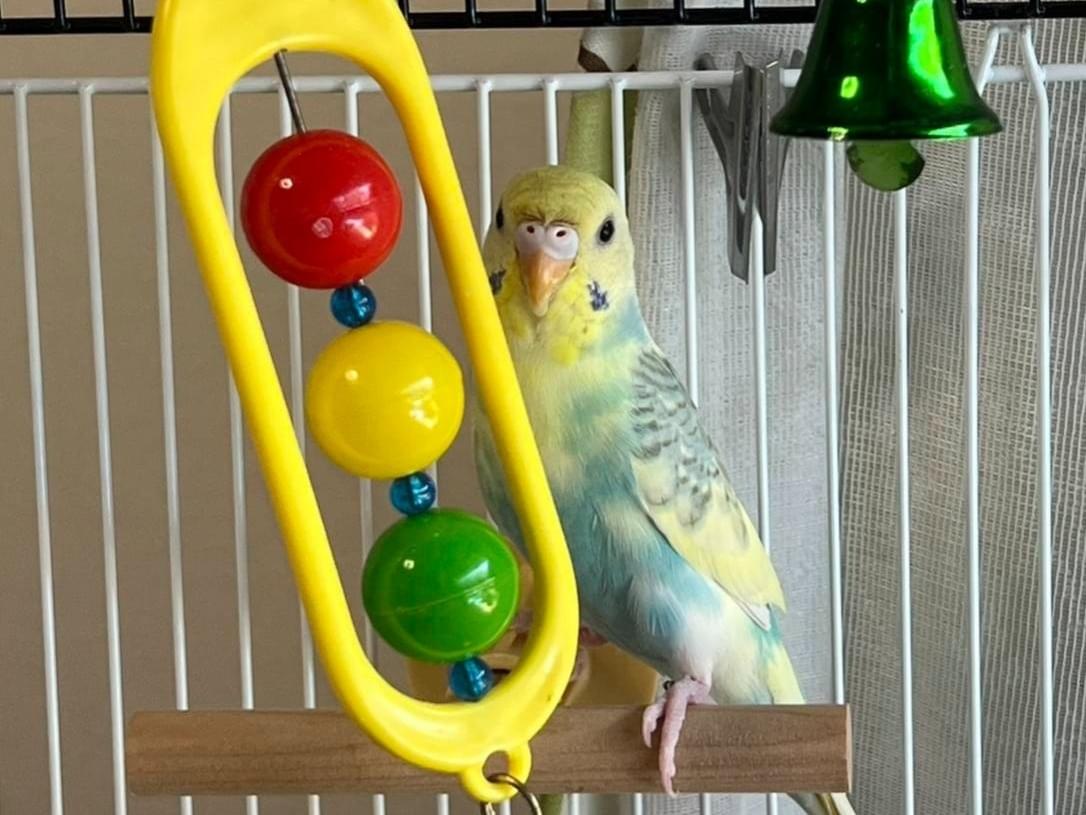 くぅちゃん くぅちゃん