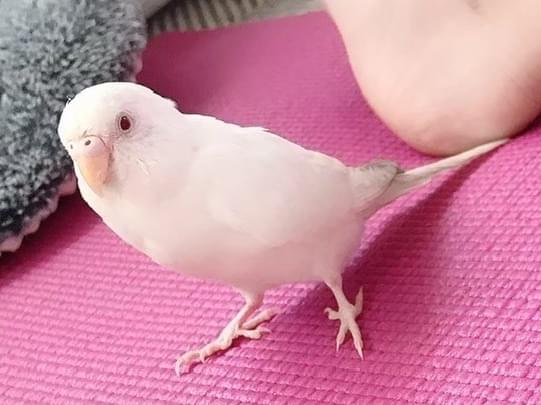 はくちゃん はくちゃん