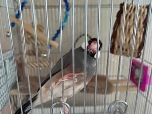桜文鳥を探しています