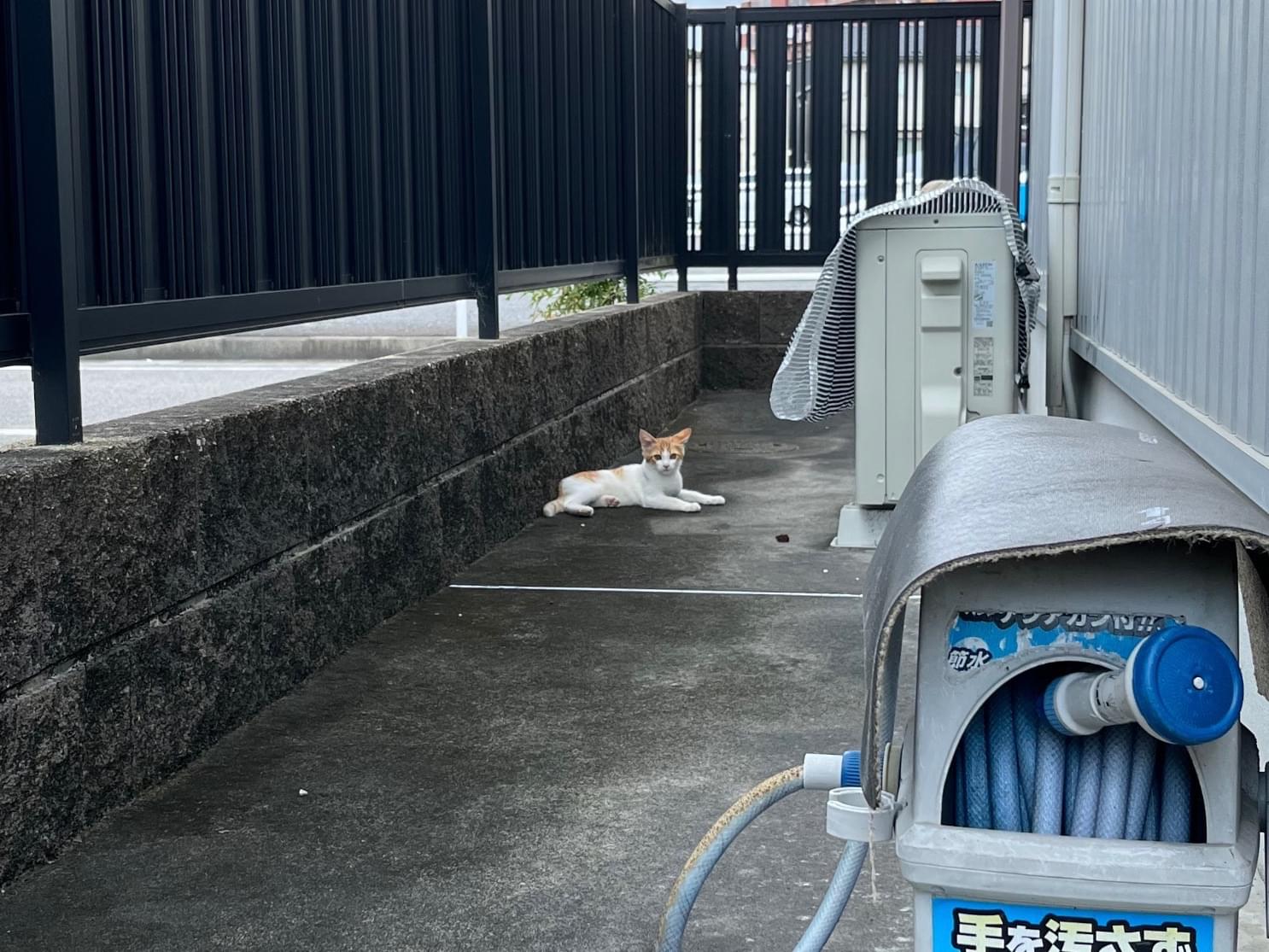 目撃された猫 目撃された猫