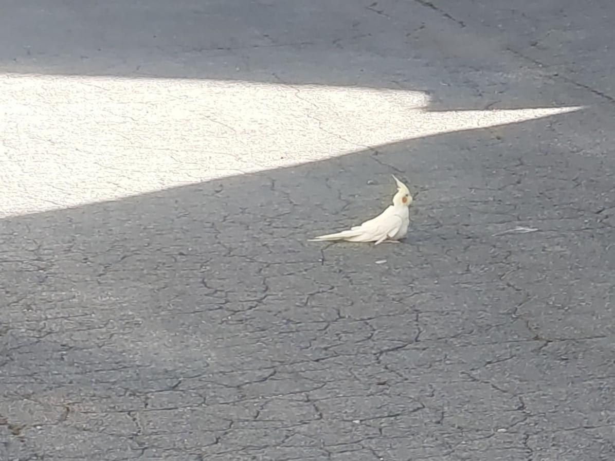 目撃された鳥 目撃された鳥