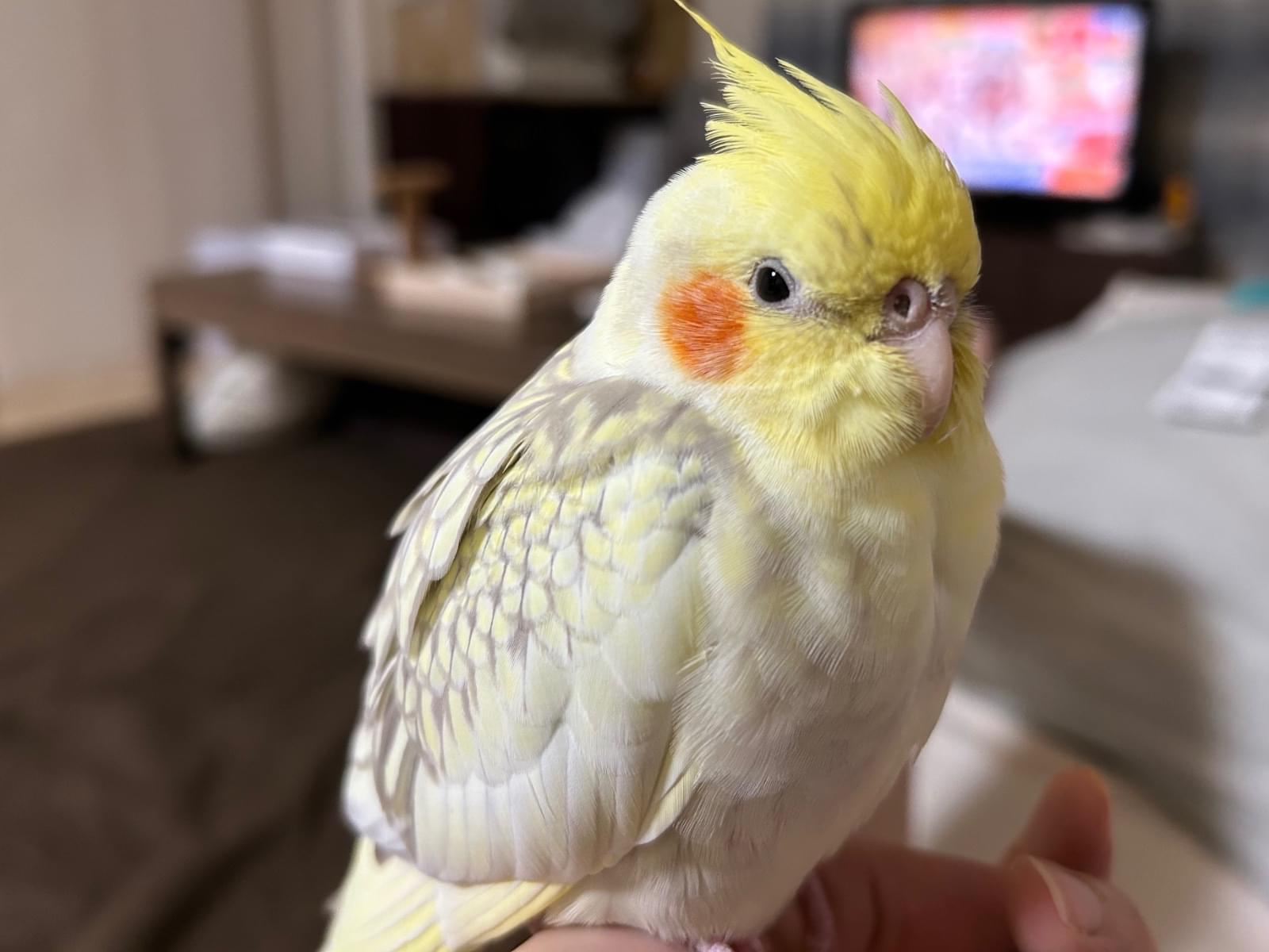 ふくちゃん ふくちゃん