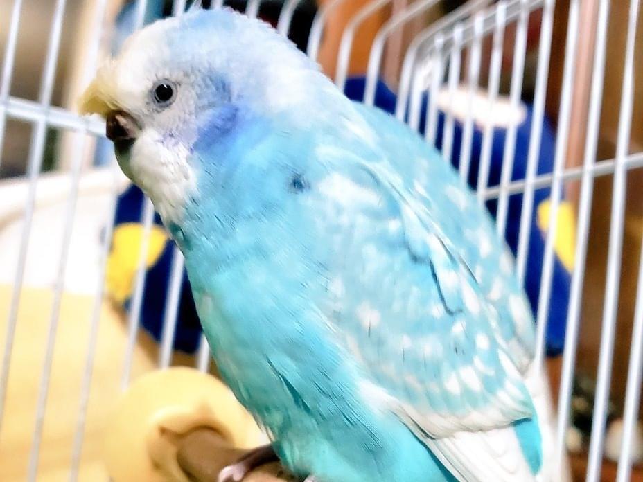 ピーちゃん ピーちゃん