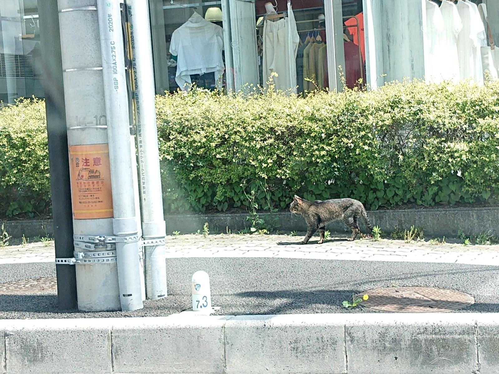 目撃された猫 目撃された猫