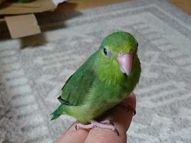 ぴっちゃん ぴっちゃん