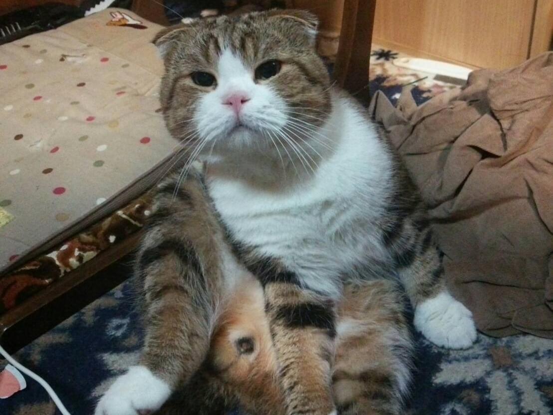 ミミちゃん ミミちゃん