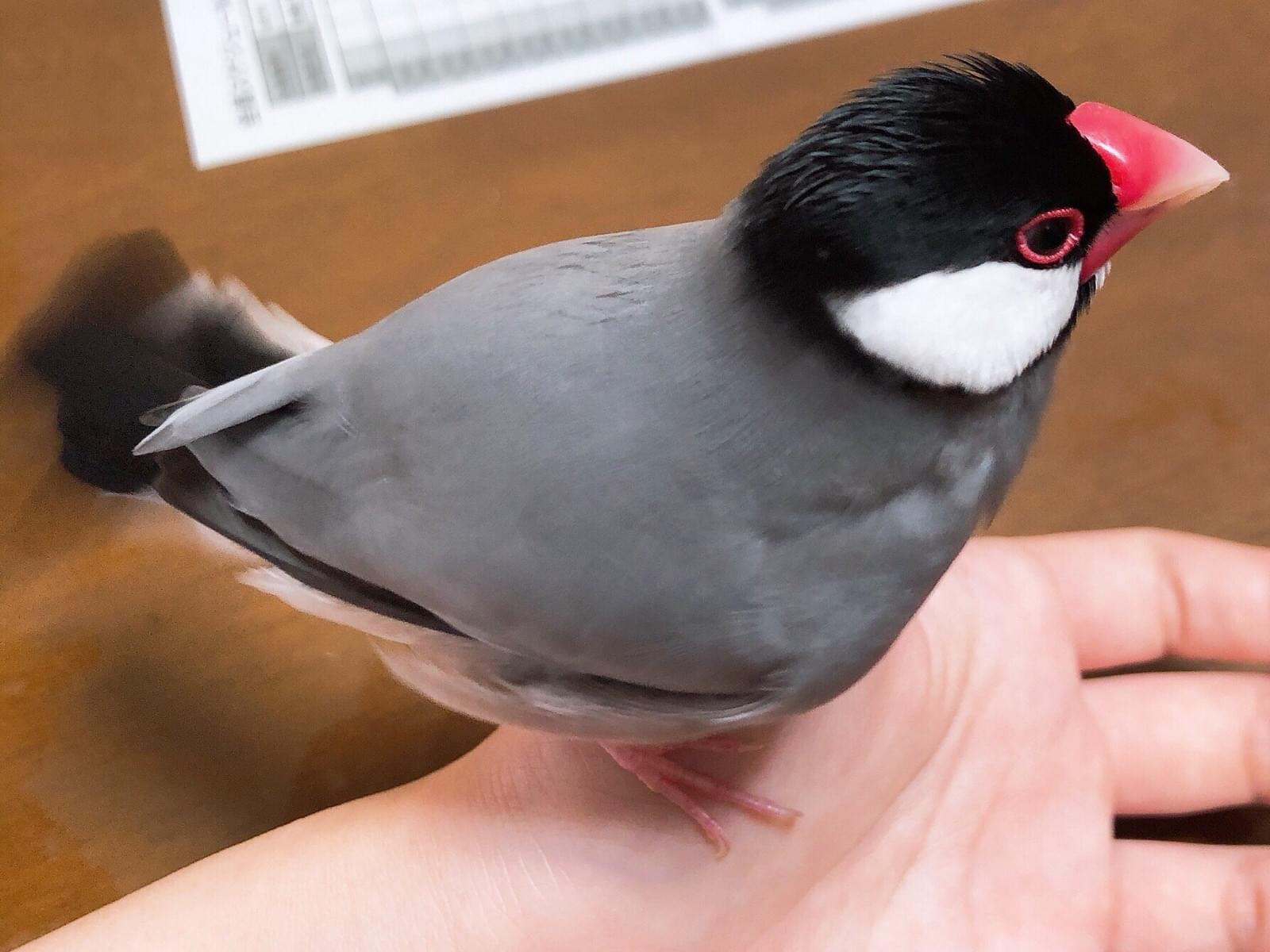 よもぎちゃん よもぎちゃん