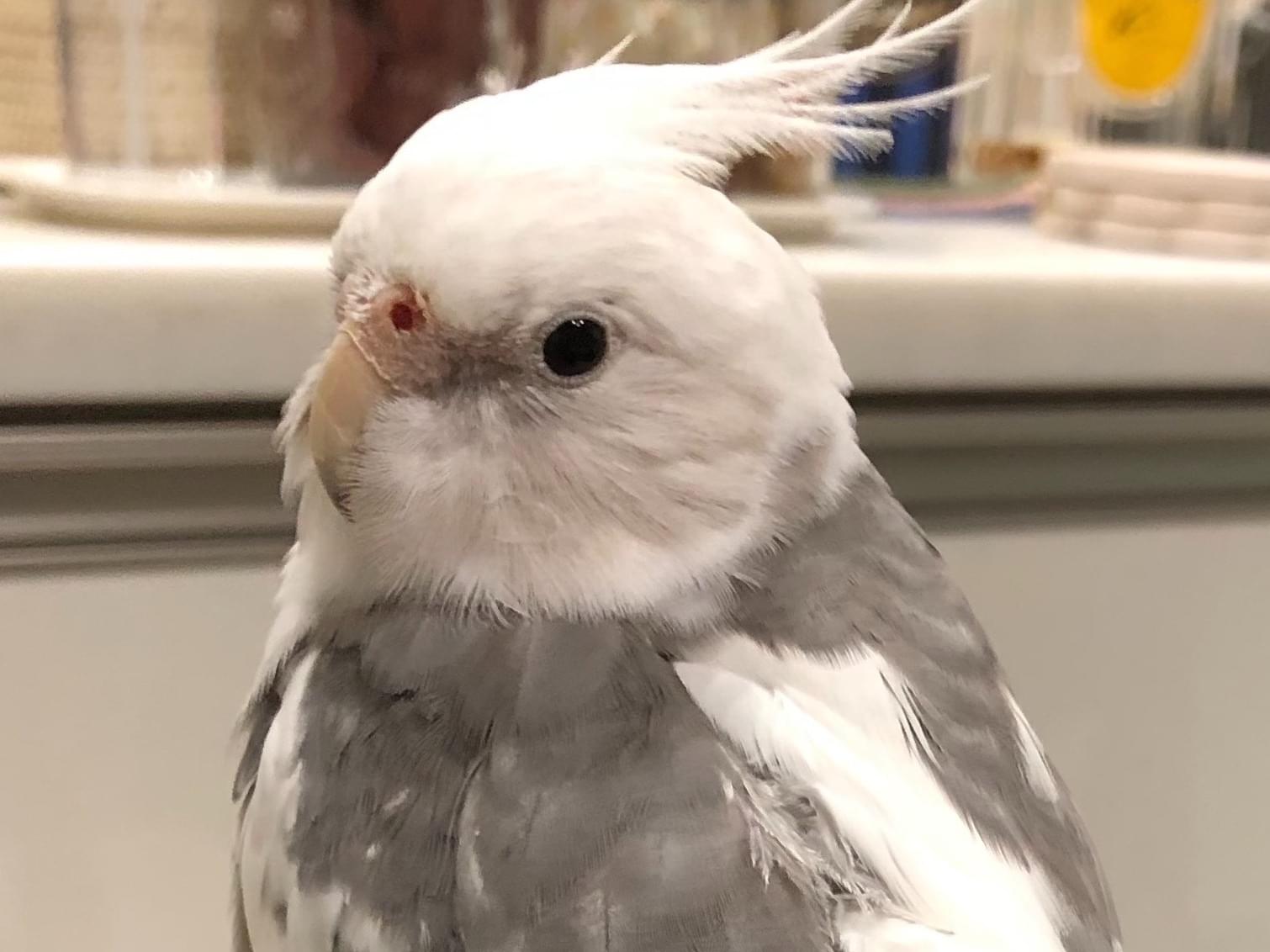おーちゃん おーちゃん