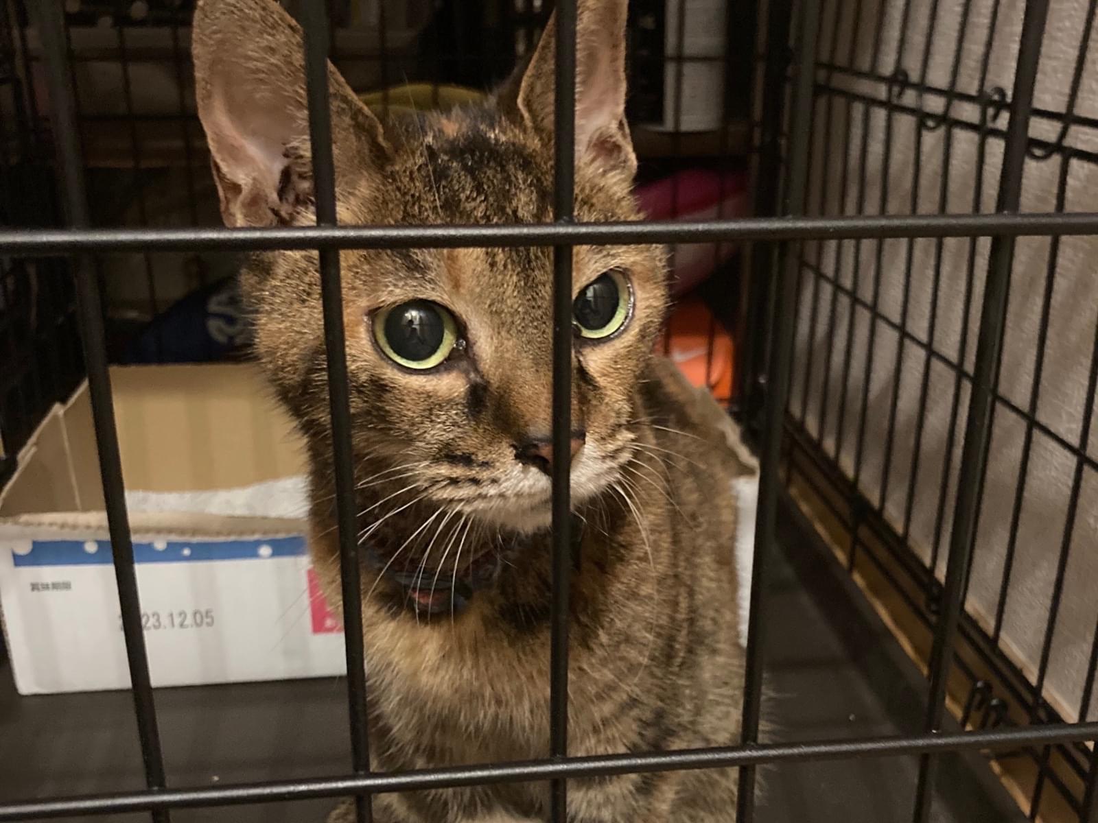 保護された猫 保護された猫