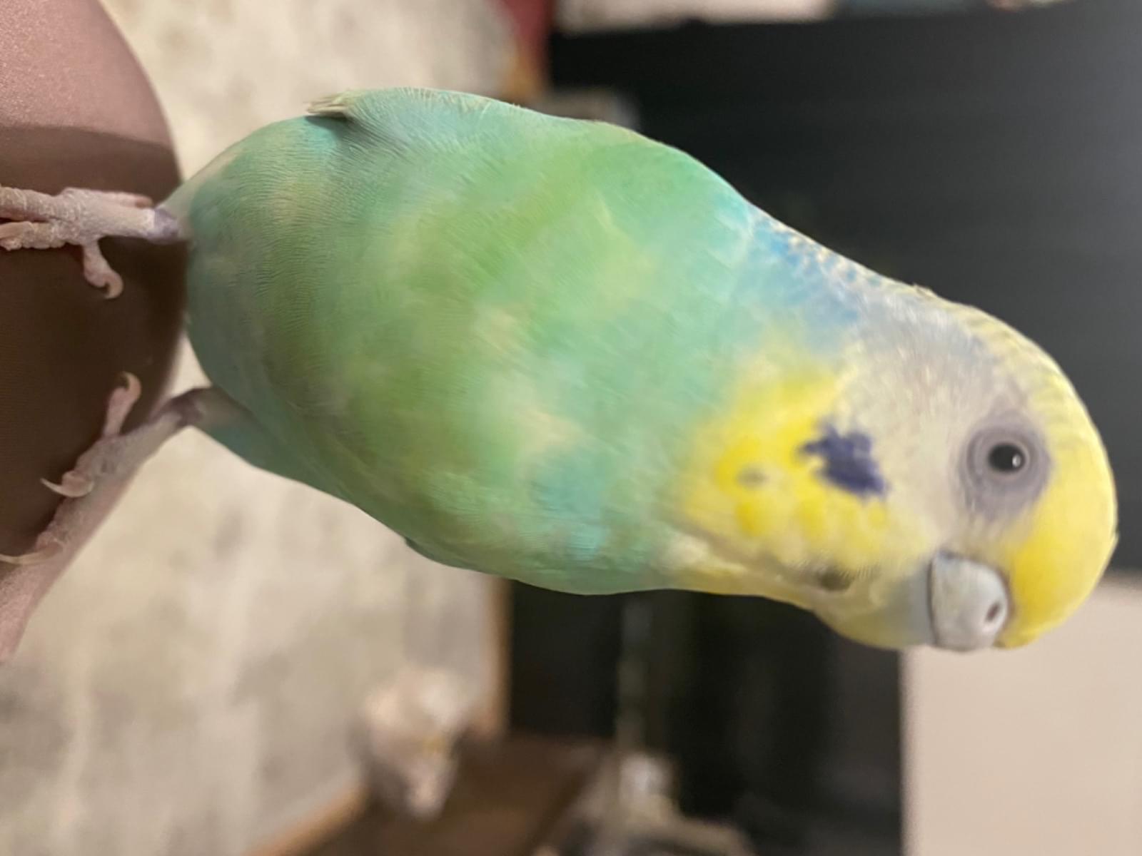 ぱぴこちゃん ぱぴこちゃん