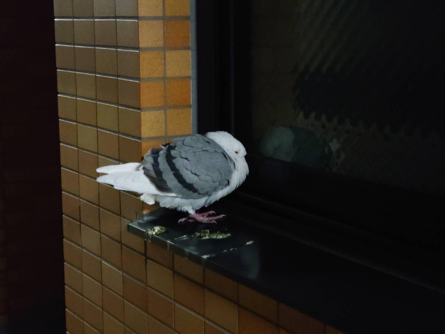 目撃された鳥 目撃された鳥