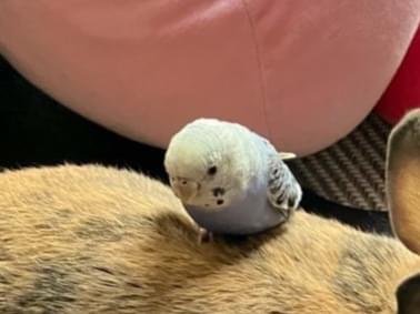 ぴよちゃん ぴよちゃん