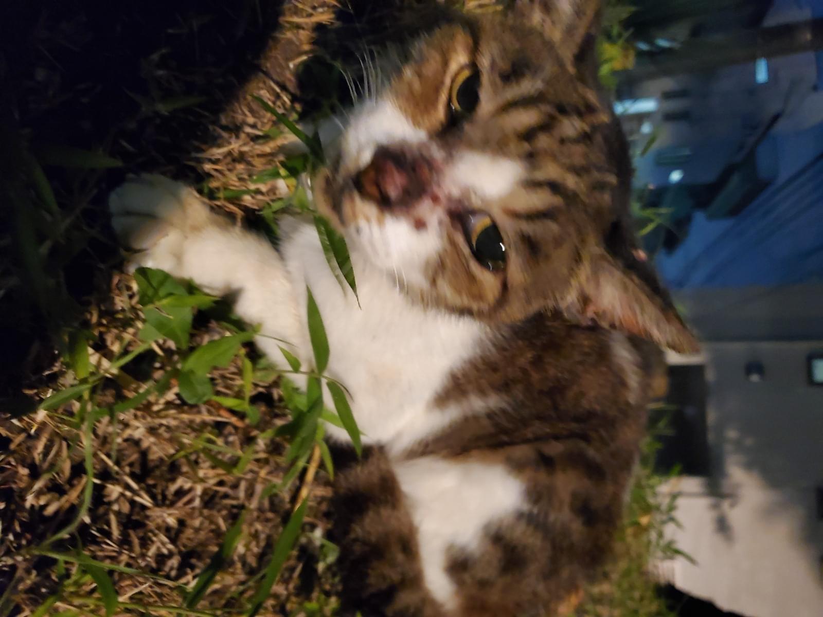 目撃された猫 目撃された猫