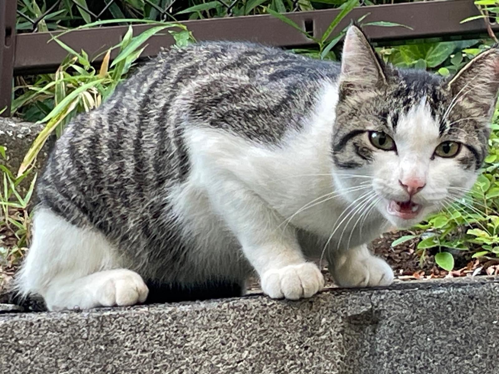 保護された猫 保護された猫