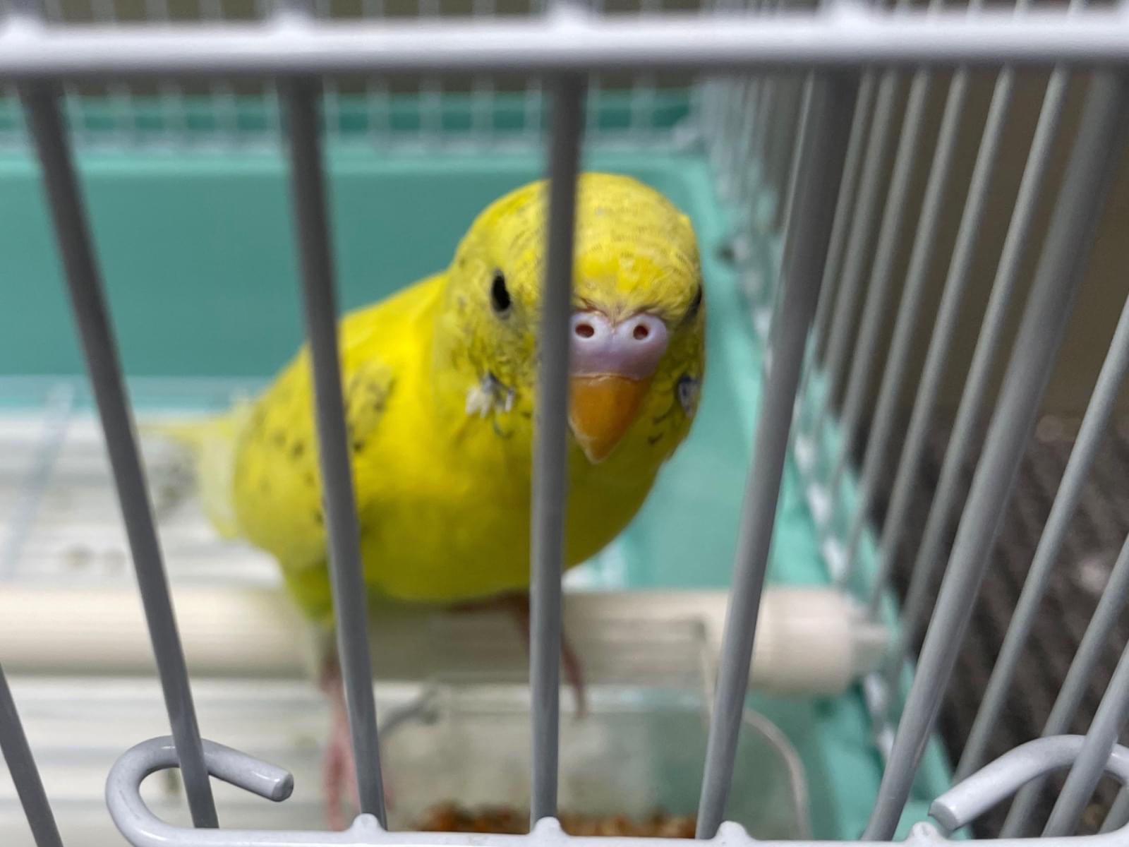 保護された鳥 保護された鳥