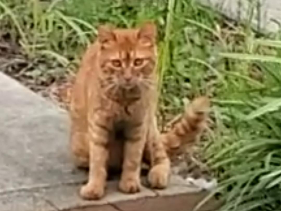 目撃された猫 目撃された猫