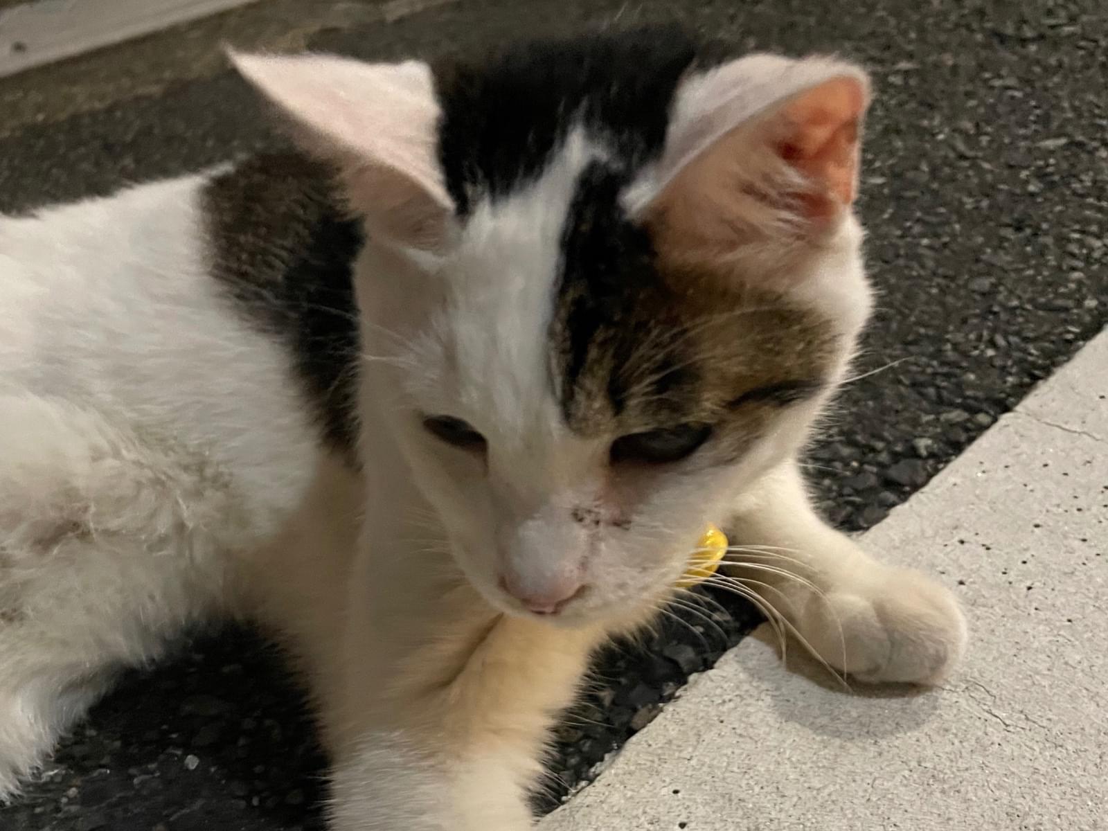 目撃された猫 目撃された猫