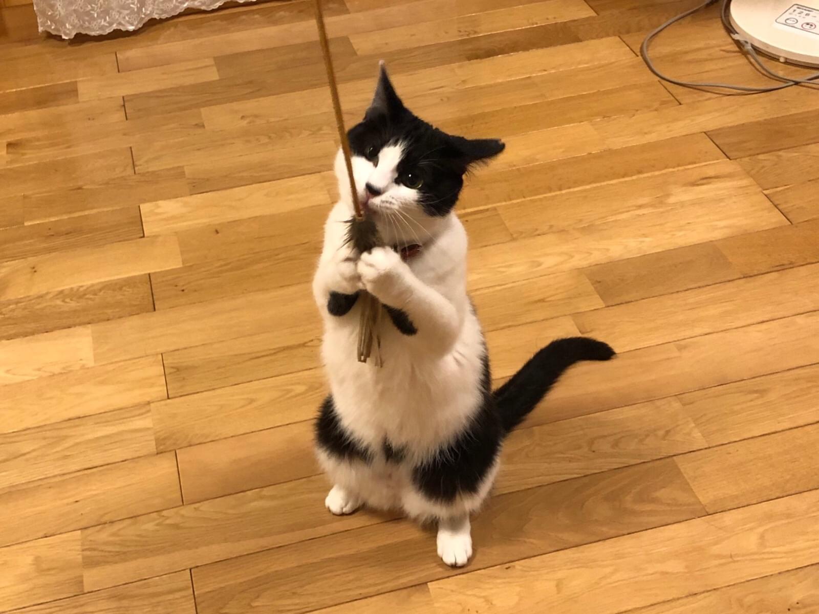 ラテちゃん ラテちゃん