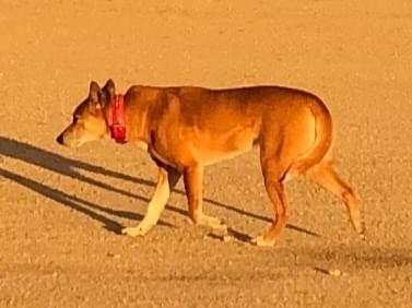 目撃された犬 目撃された犬