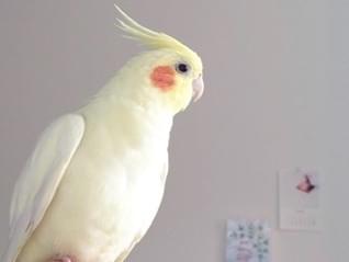 ぴーちゃん ぴーちゃん