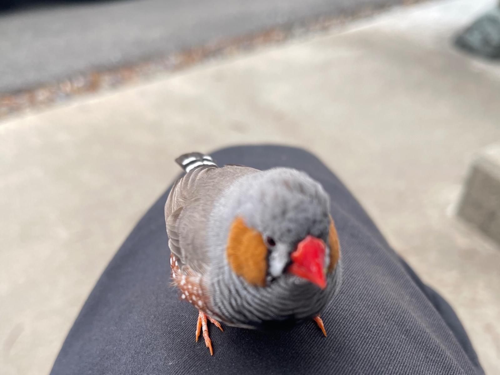 保護された鳥