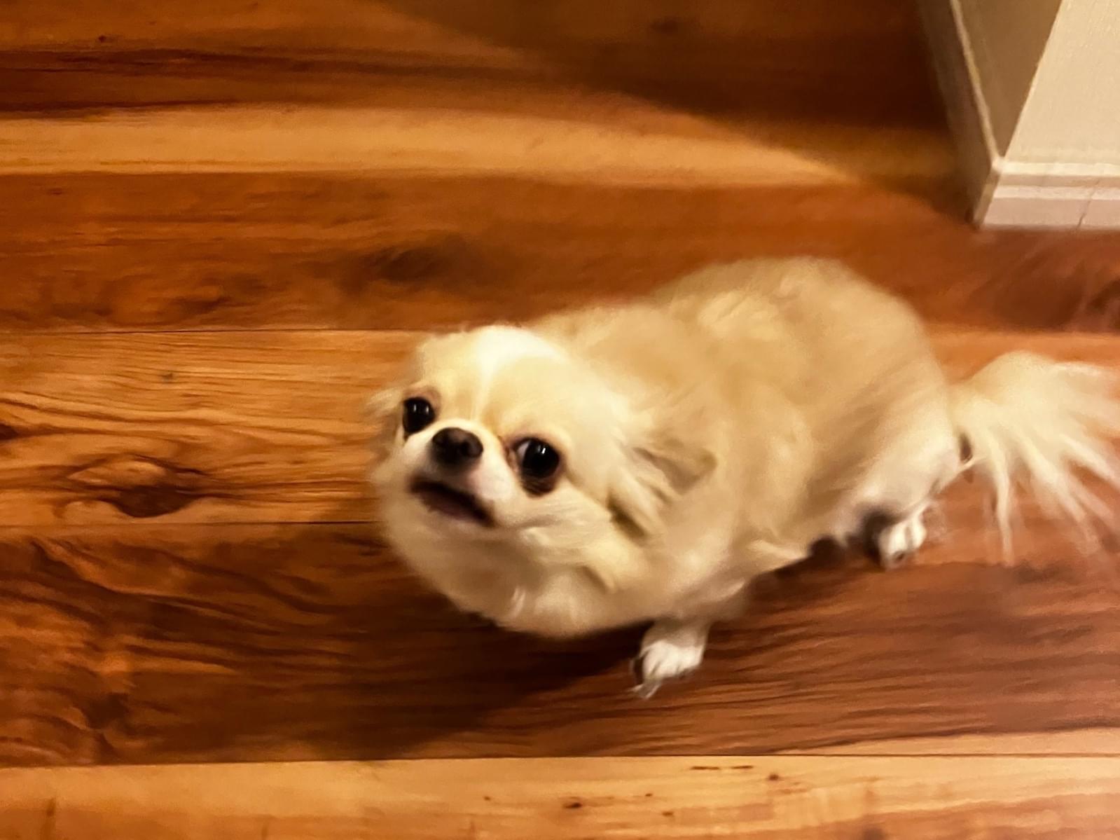 こゆきちゃん