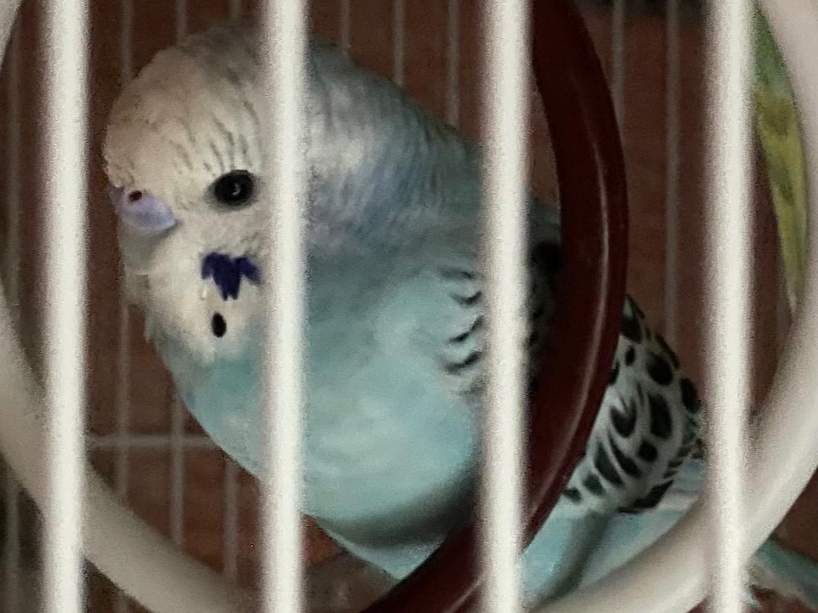 しらたまちゃん
