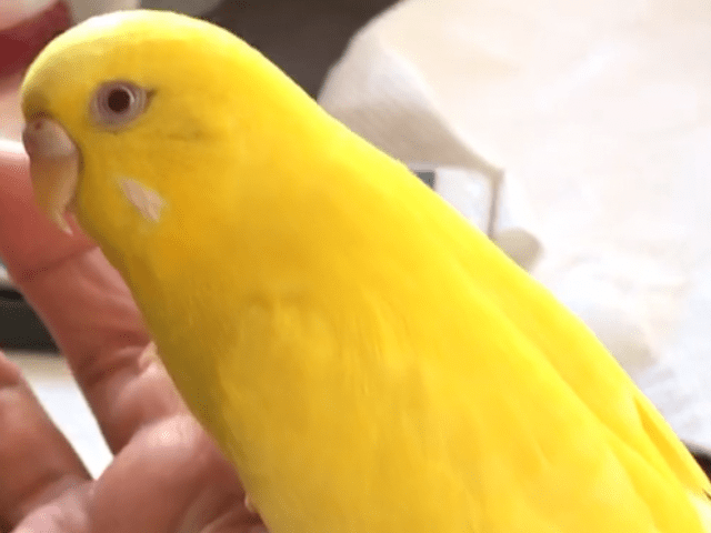 セッキーちゃん セッキーちゃん