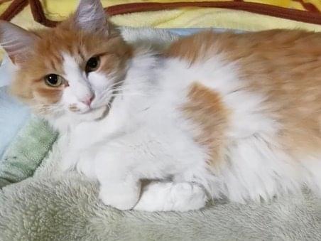 ちゃーこちゃん ちゃーこちゃん