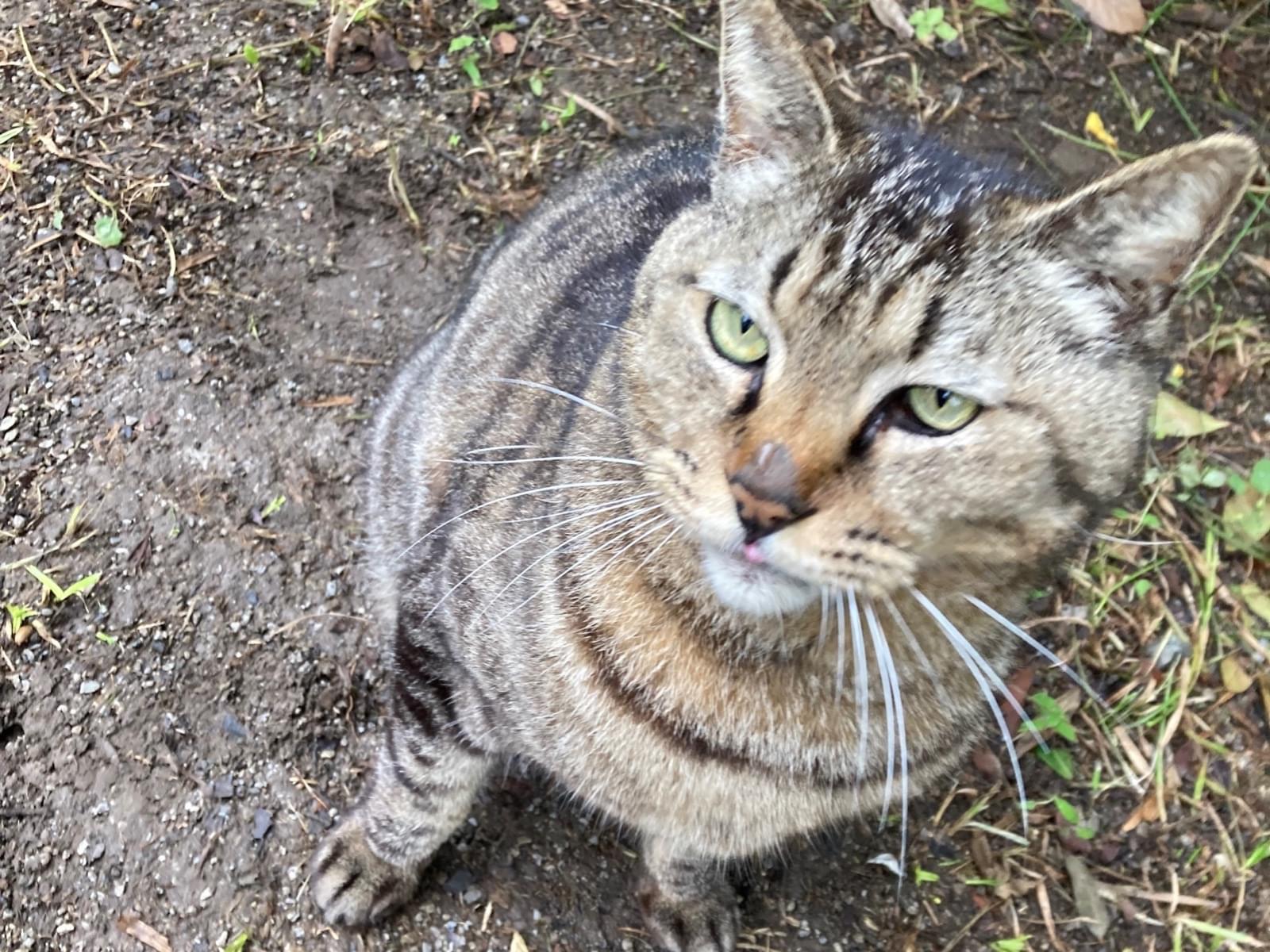 保護された猫 保護された猫