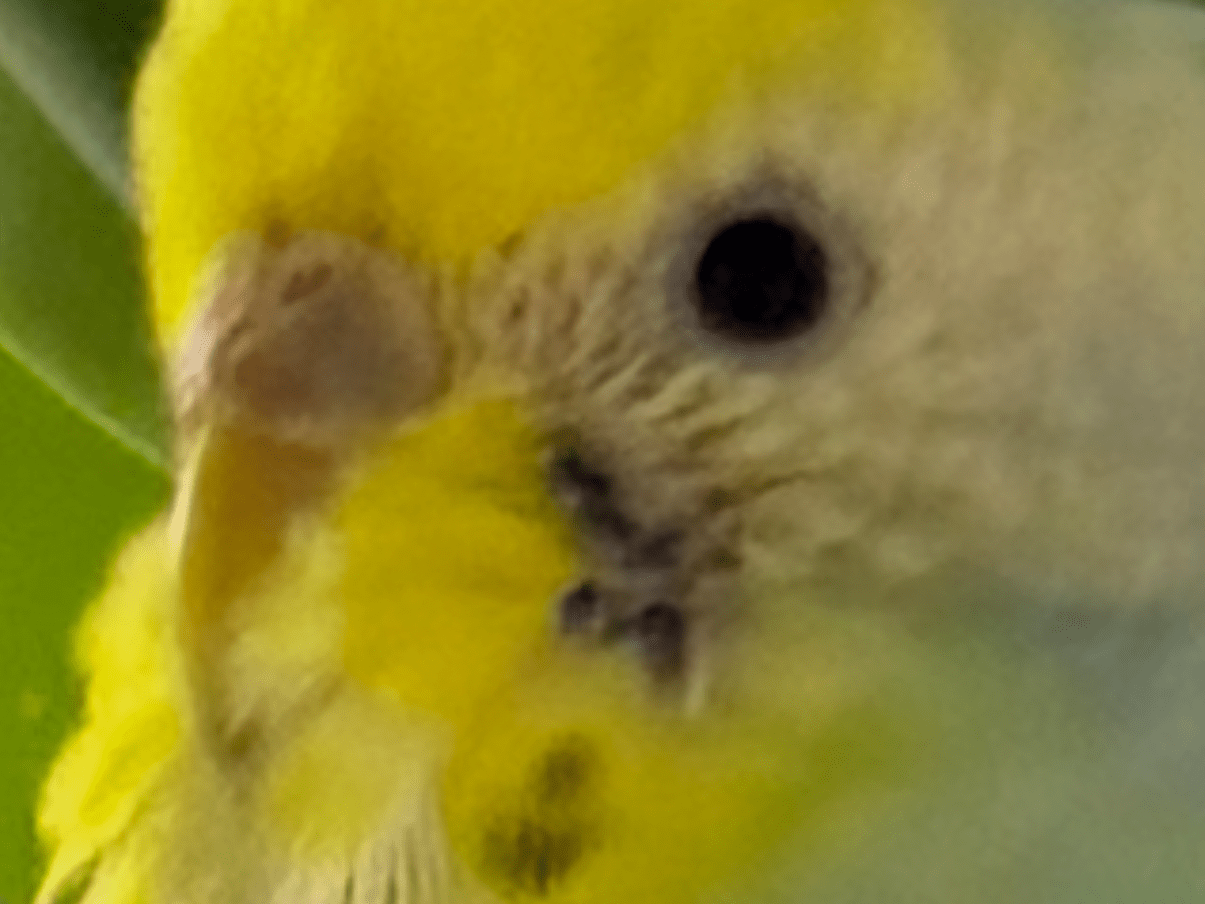保護された鳥 保護された鳥