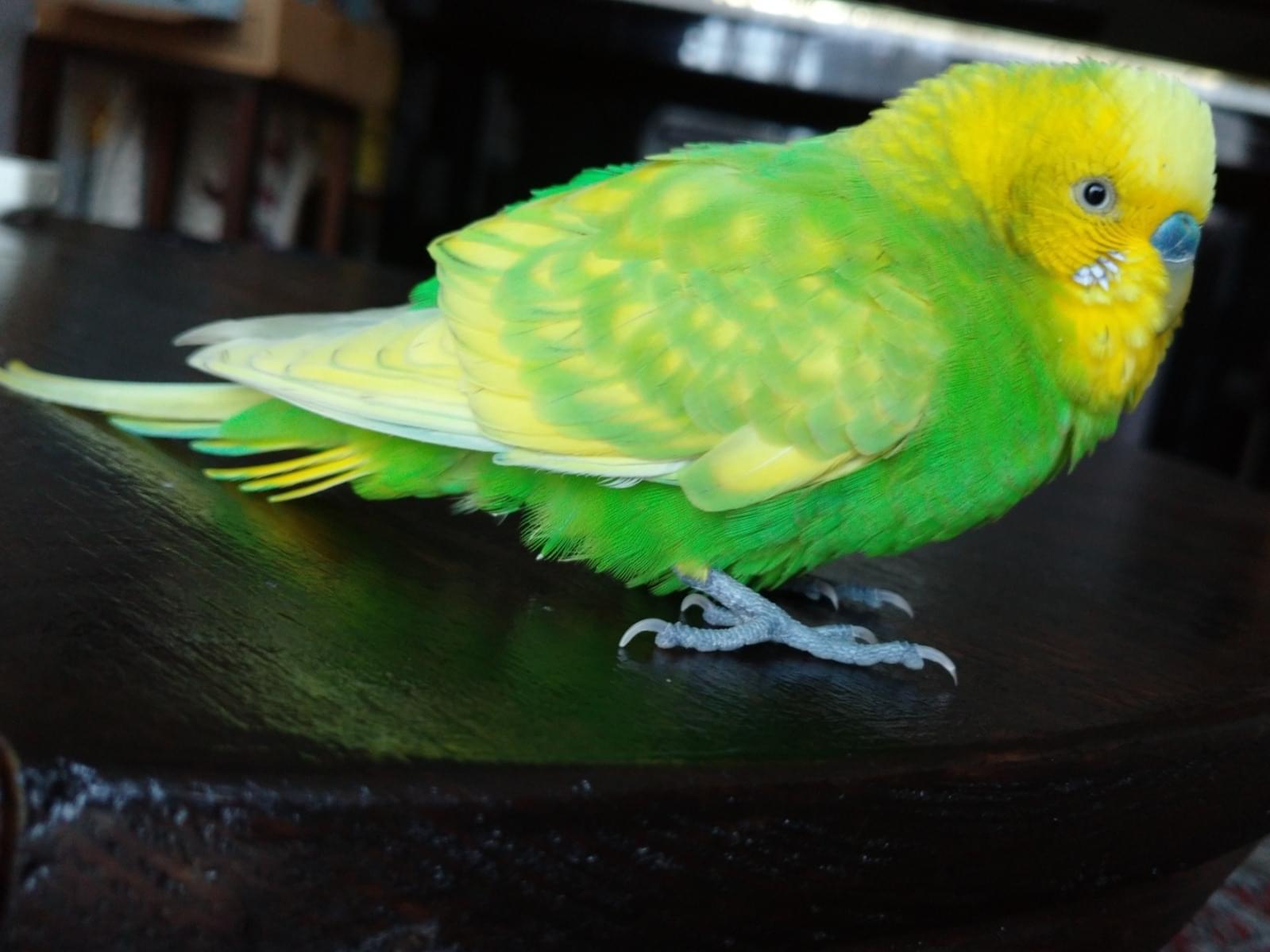 保護された鳥 保護された鳥