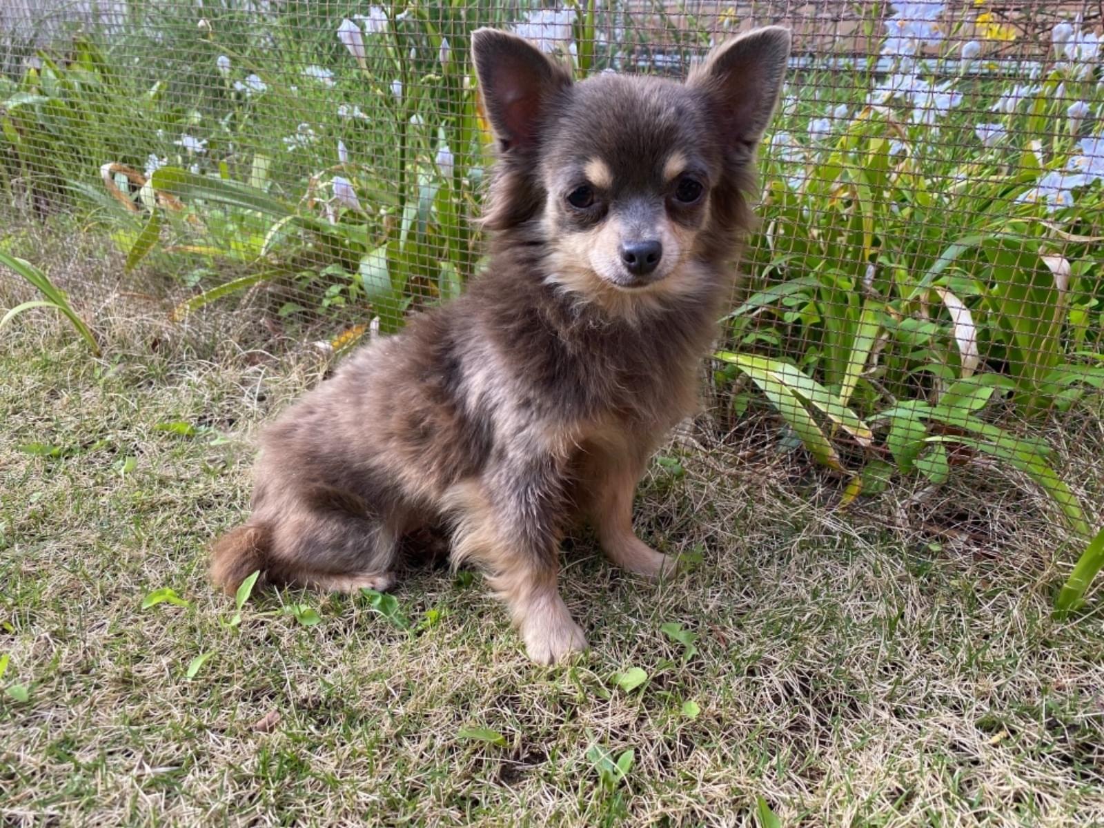 保護された犬 保護された犬