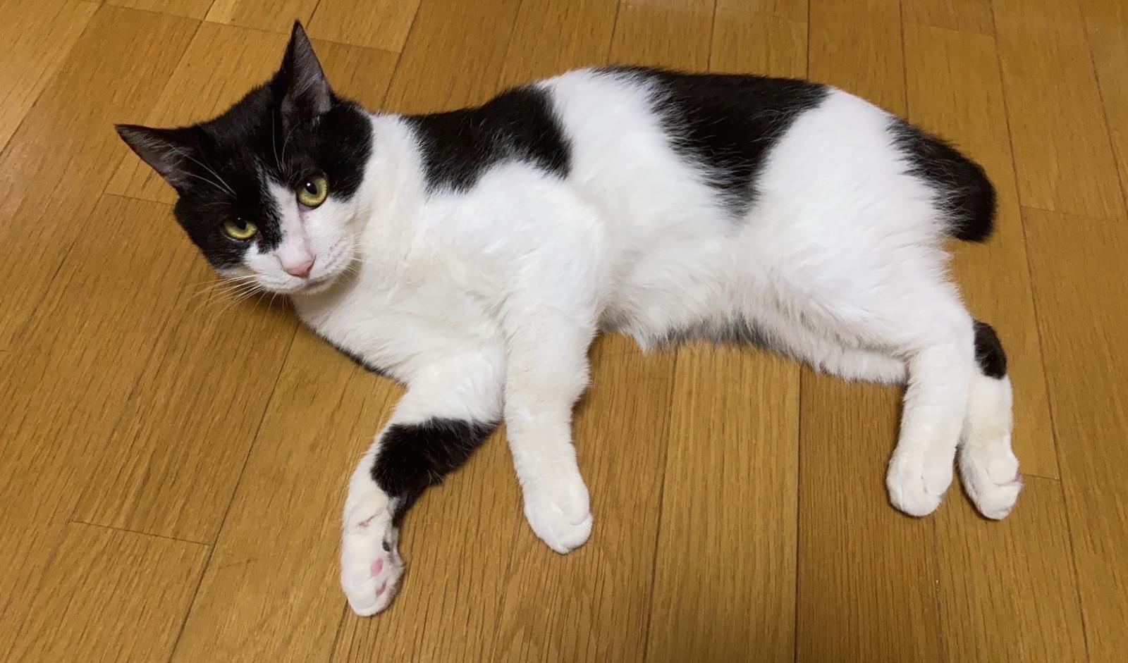 ねこハチ様 ページ いくつ分かる？ ギネス登録猫「もちまる」の間違い探し 『もち