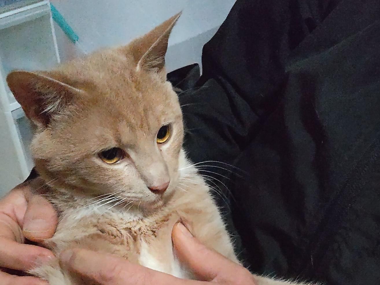 保護された猫 保護された猫