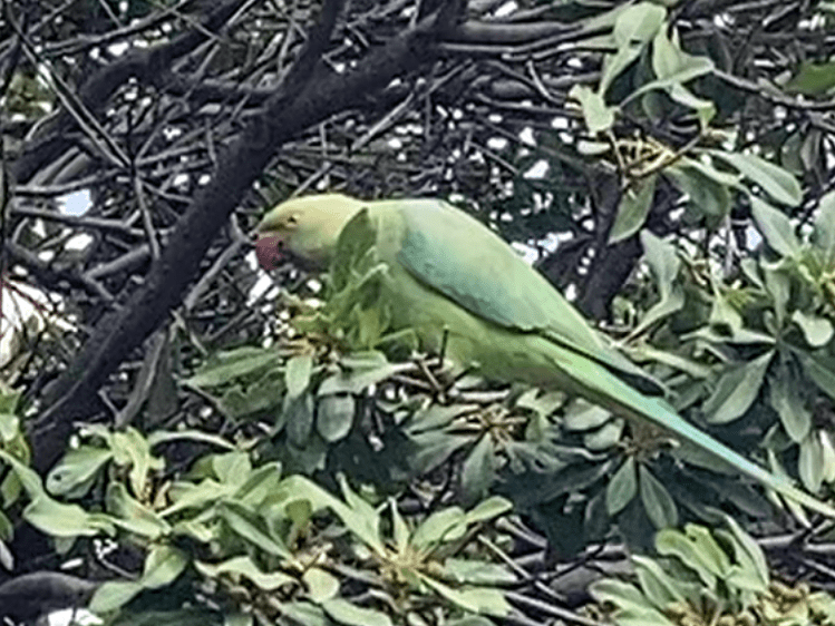 目撃された鳥 目撃された鳥