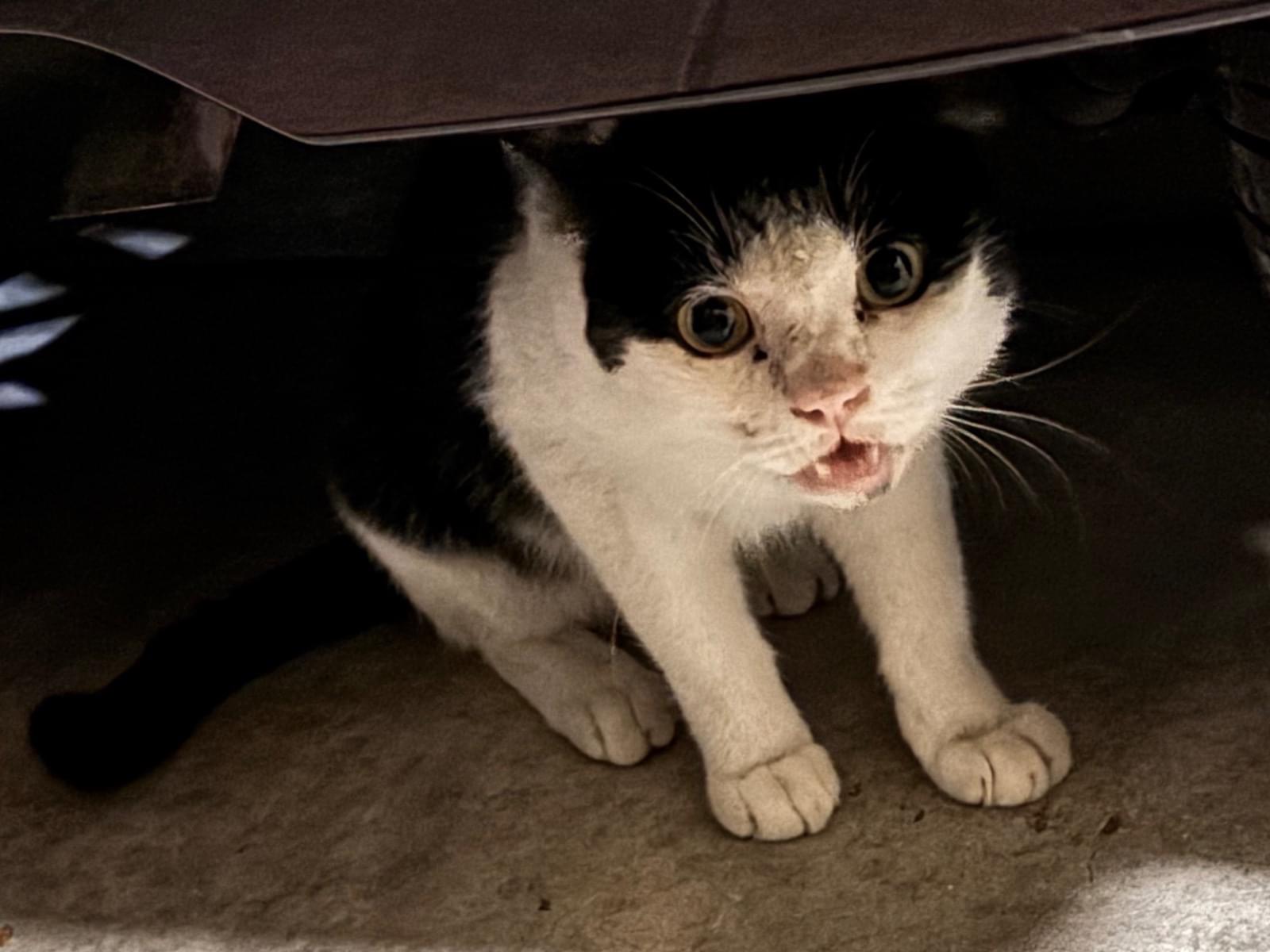 目撃された猫 目撃された猫