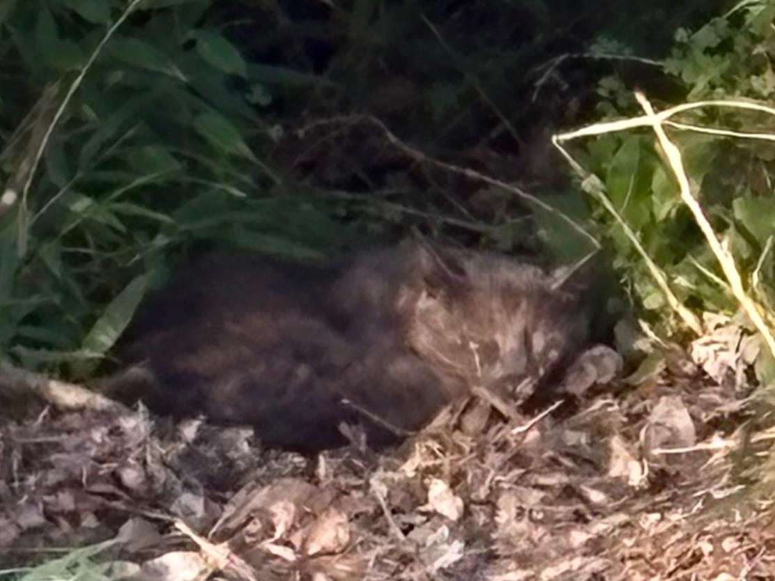 目撃された猫 目撃された猫