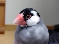 ぼくちゃん ぼくちゃん