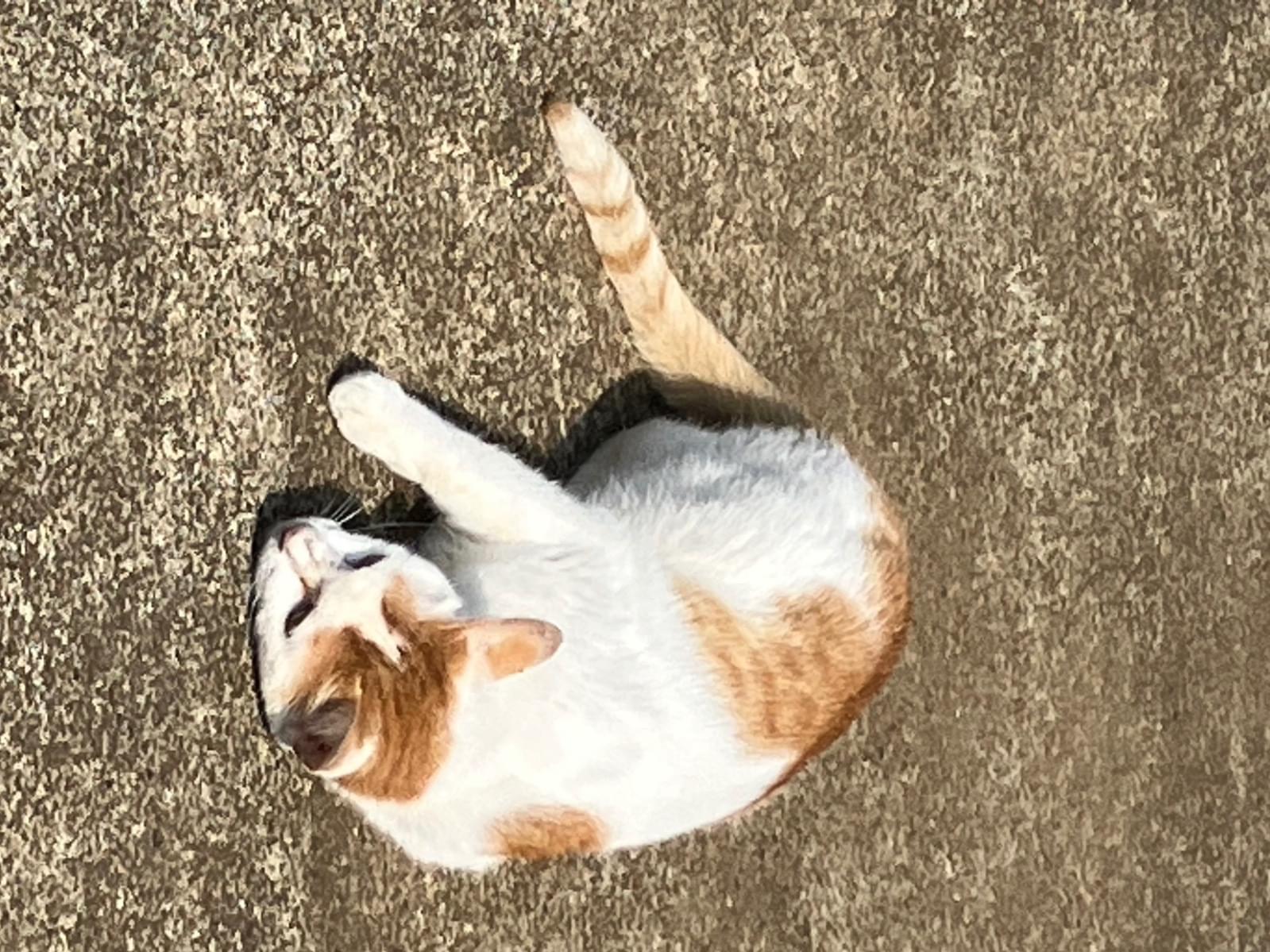 保護された猫 保護された猫