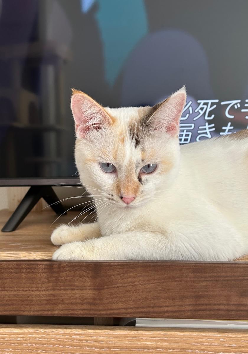 三毛猫ミ－コ出品 hqdefault.jpg
