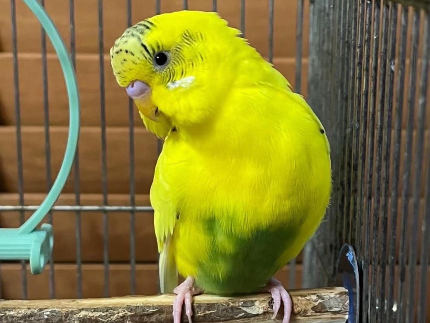 クックちゃん クックちゃん
