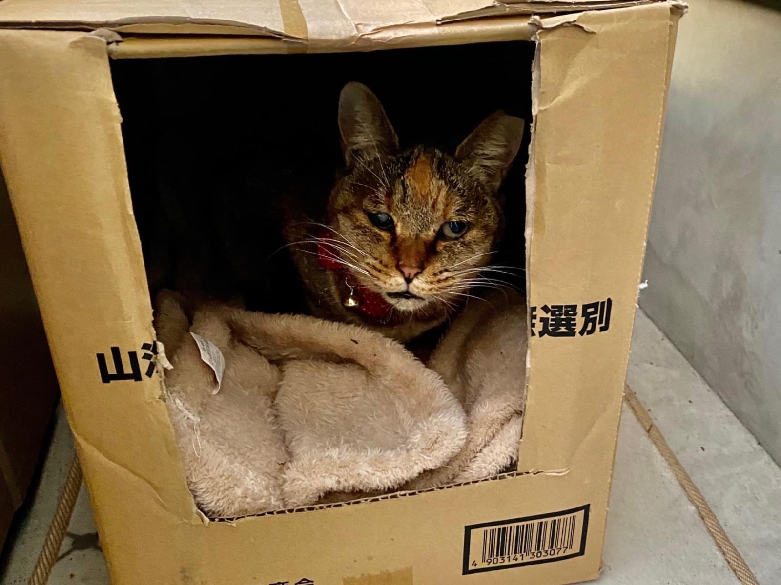 保護された猫 保護された猫
