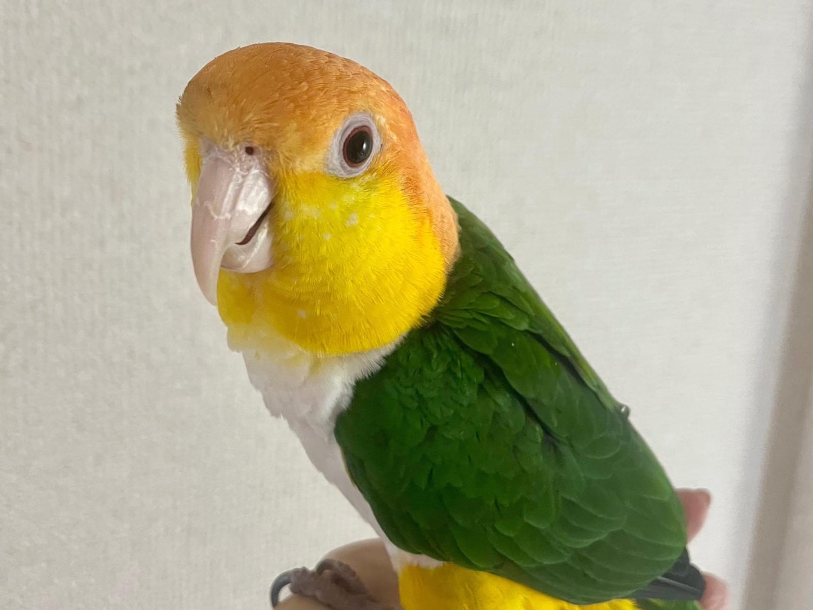保護された鳥 保護された鳥
