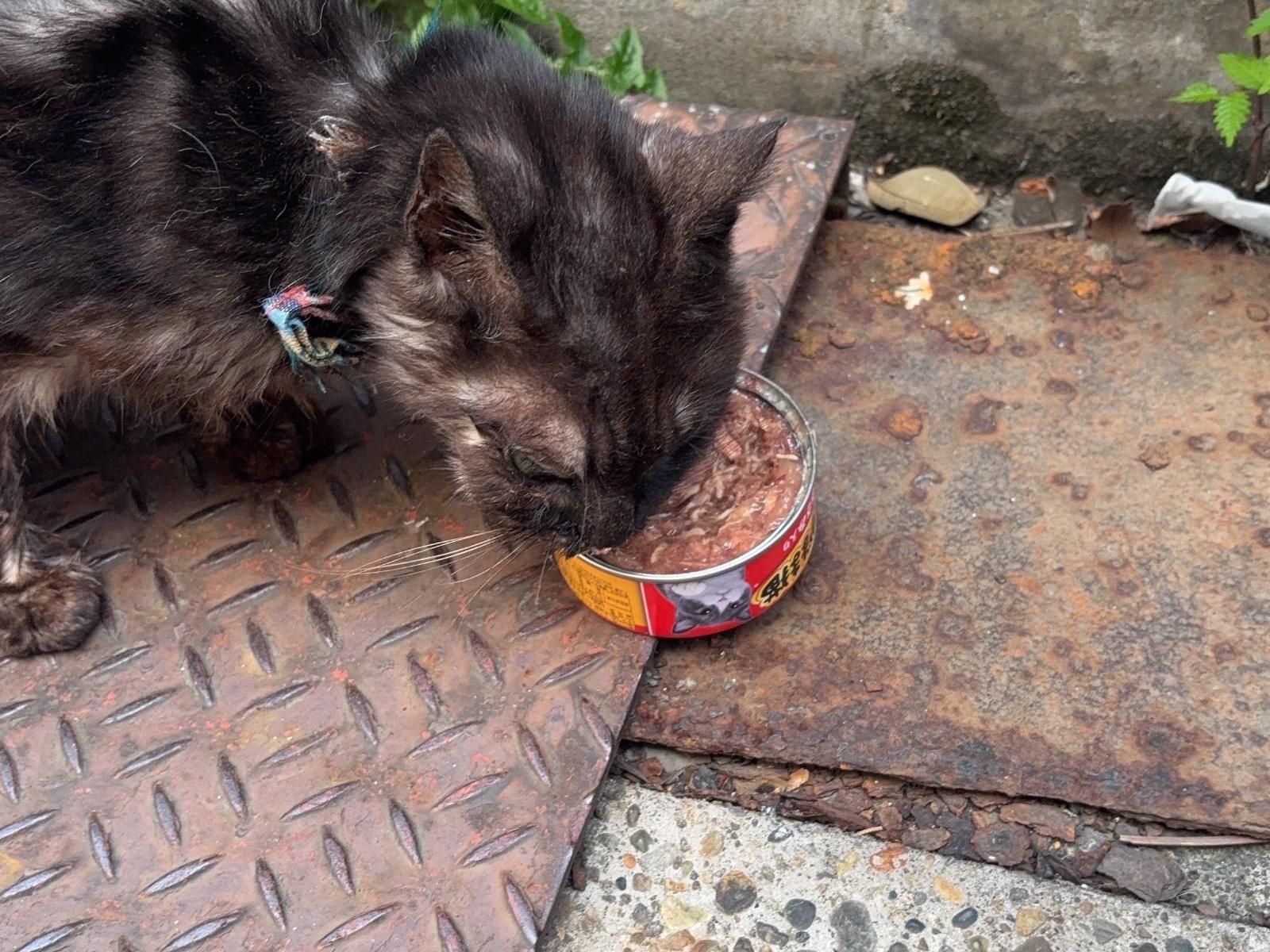 目撃された猫 目撃された猫