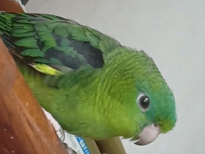 ゴン太ちゃん ゴン太ちゃん