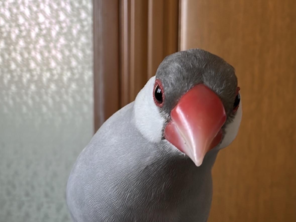 モモちゃん モモちゃん