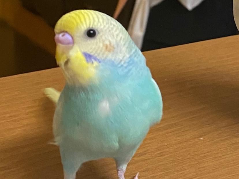 メルちゃん メルちゃん